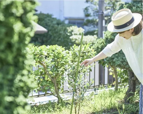 庭の植物として最近仲間入りしたのが、きれいな花が咲く「フェイジョア」という果実。「子どもの記念樹にしようと思って」と奥様。現在は支柱をつけて、すくすくと生長中。