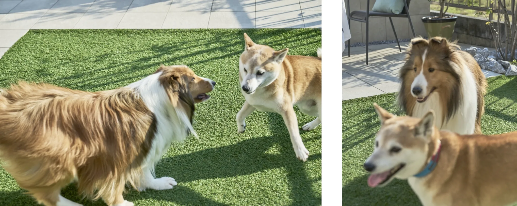 ワンちゃんを飼い始めると、お散歩途中に“犬友達”ができると聞きますが、いかがですか？