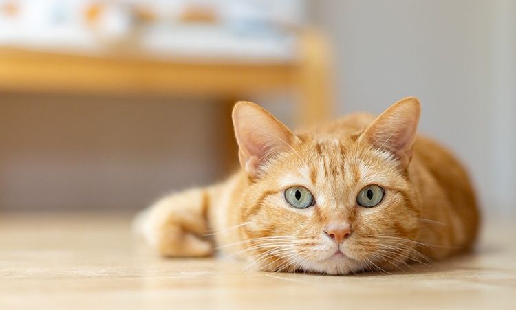 猫のイメージ写真／2025年12月末公開予定