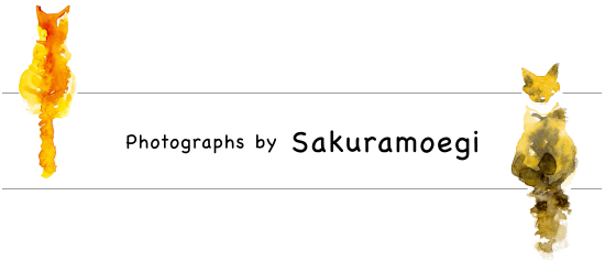 Photographs by さくらもえぎ