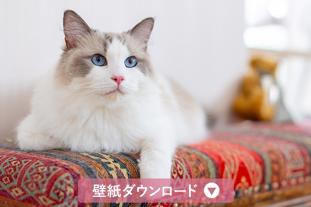 壁紙ダウンロード