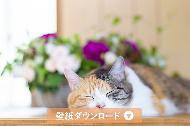 壁紙ダウンロード