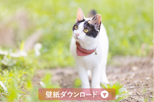 壁紙ダウンロード