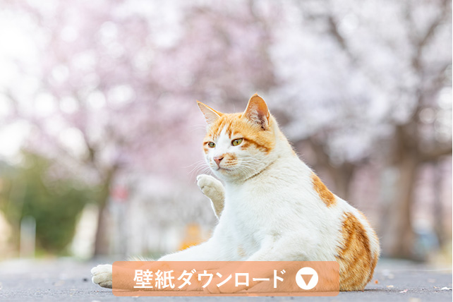 壁紙ダウンロード