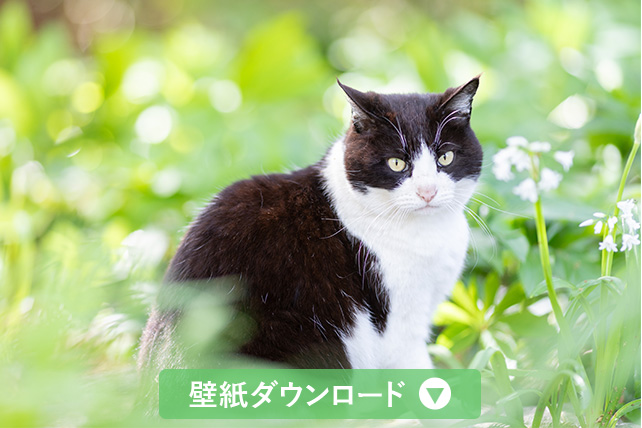 壁紙ダウンロード