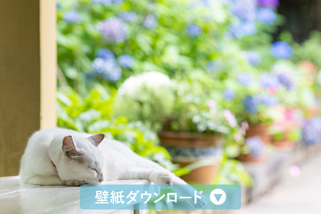 壁紙ダウンロード