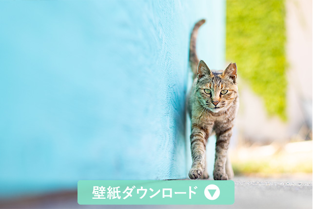 壁紙ダウンロード