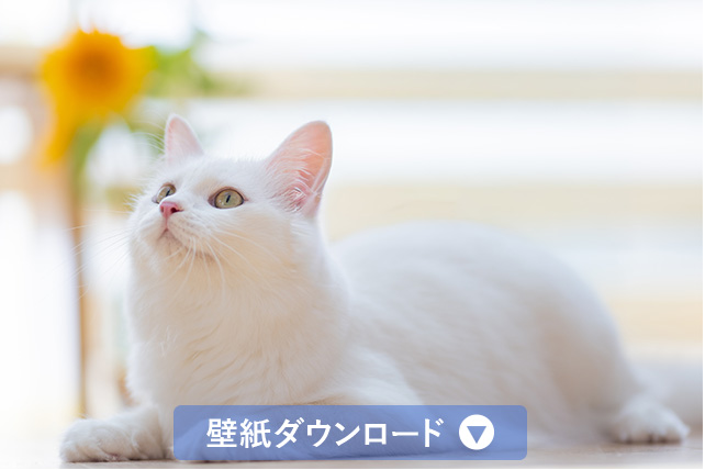 壁紙ダウンロード