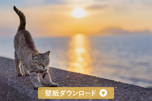 壁紙ダウンロード