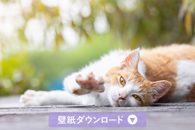 壁紙ダウンロード