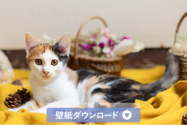 壁紙ダウンロード