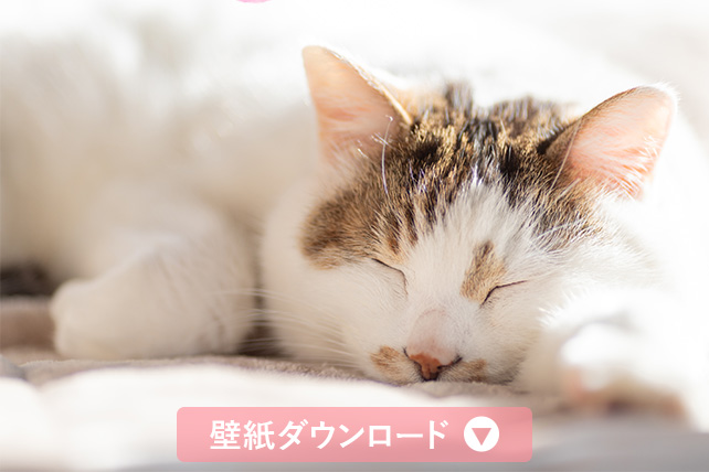 壁紙ダウンロード