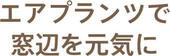 エアプランツで窓辺を元気に