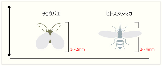 チョウバエ・ヒトスジシマカ